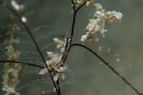 ヤマンバミノウミウシ