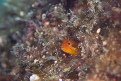 ハダカコケギンポ