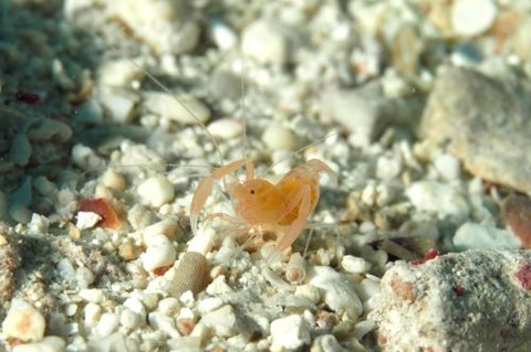 ベニマトイサンゴヒメエビ