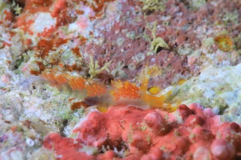 ツマシロミノウミウシ