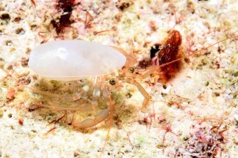 イダテンヒメホンヤドカリ