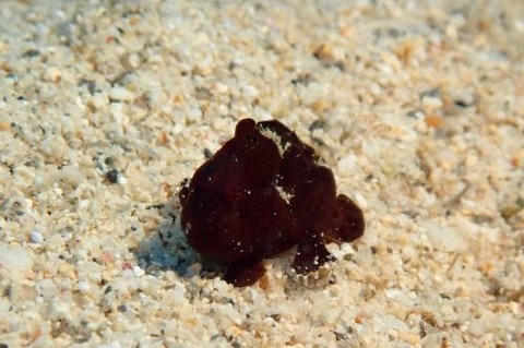 オオモンカエルアンコウ