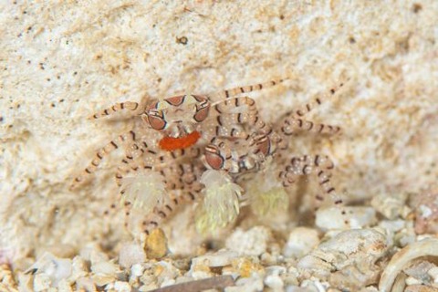 キンチャクガニ