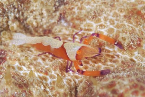 ウミウシカクレエビ