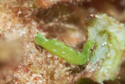 ウチワミドリガイ