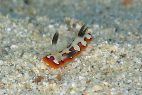 フジナミウミウシ