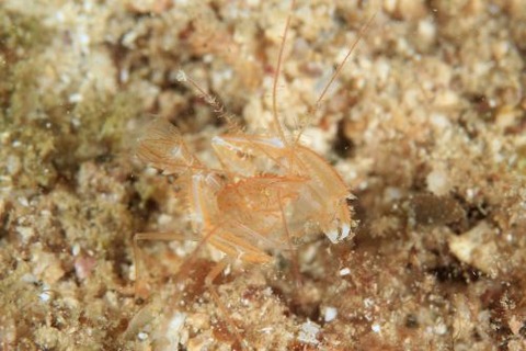 サンゴヒメエビ