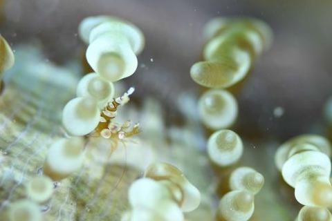 イソギンチャクモエビ