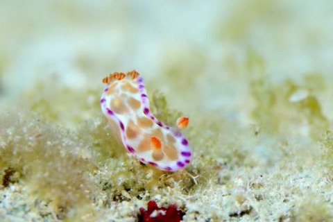 ミカドウミウシ