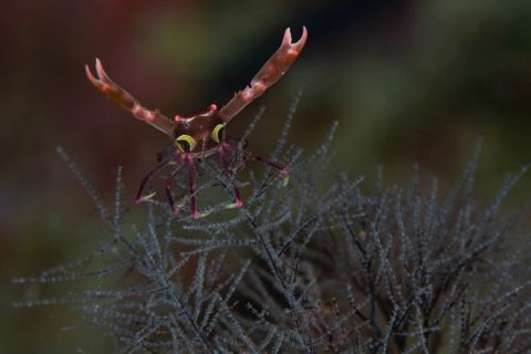 ホシベニサンゴガニ