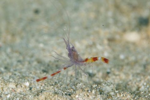 ステノプス・テヌイロストリス