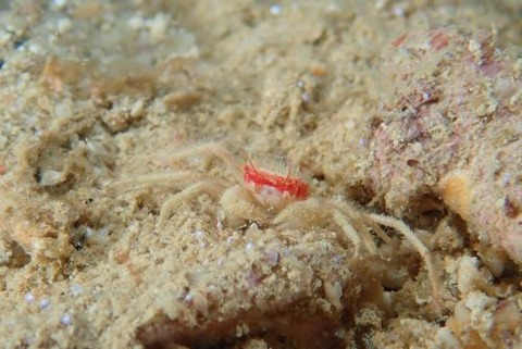 ケブカガニ科の1種