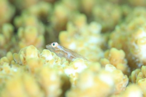 ハシブトウミタケハゼ