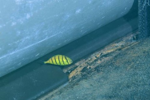 コガネシマアジ