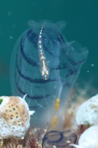 ウミショウブハゼ属の1種