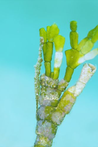 トガリモエビ属の1種