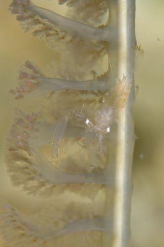 エボシカクレエビ属の1種