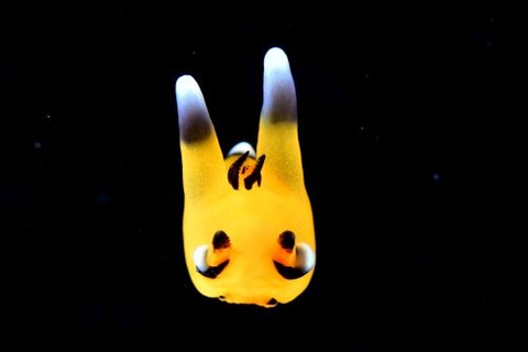 刺激的な水中生物