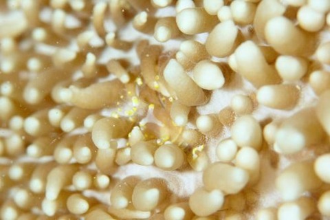 イソギンチャクモドキカクレエビ