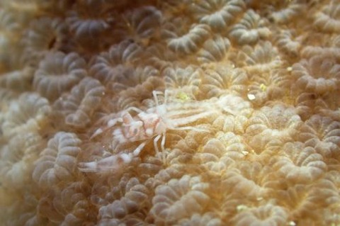 ヤクシマカクレエビ