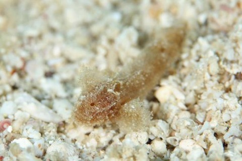 イボオコゼ科の1種