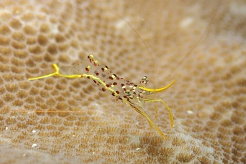 ミカヅキコモンエビ