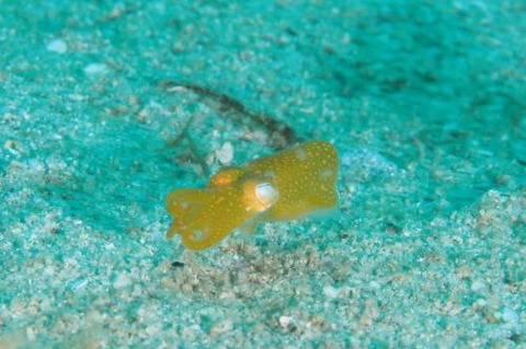 ミミイカダマシ