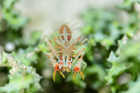 トゲツノメエビ