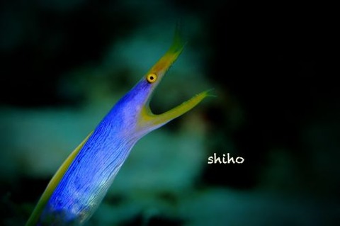 ハナヒゲウツボ