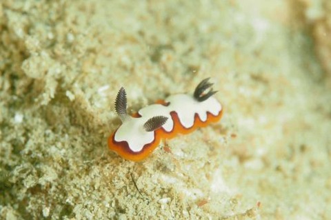 フジナミウミウシ