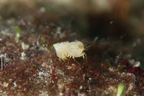 ズングリヒメサンゴモエビ