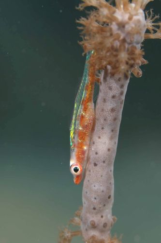 ガラスハゼ属の1種