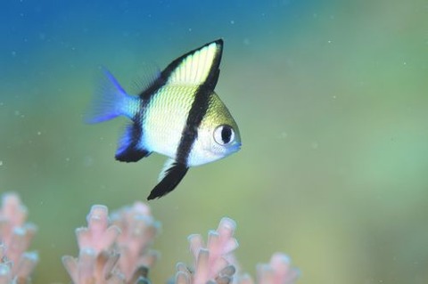 フタスジリュウキュウスズメダイ