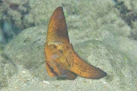 ナンヨウツバメウオ