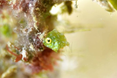 セダカカワハギ