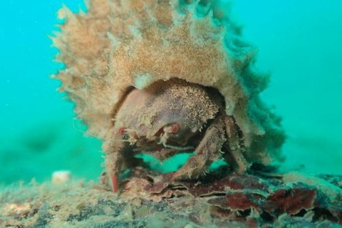 カイカムリ科の1種