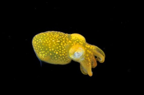 刺激的な水中生物