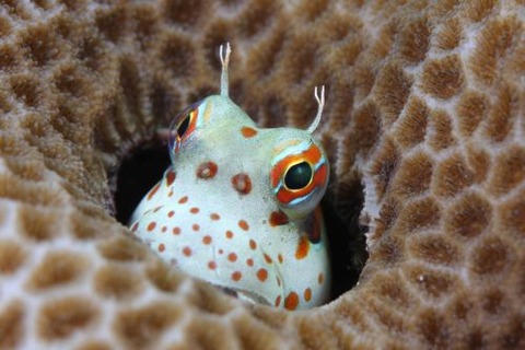 モンツキカエルウオ