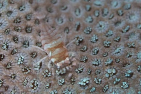 ヤクシマカクレエビ