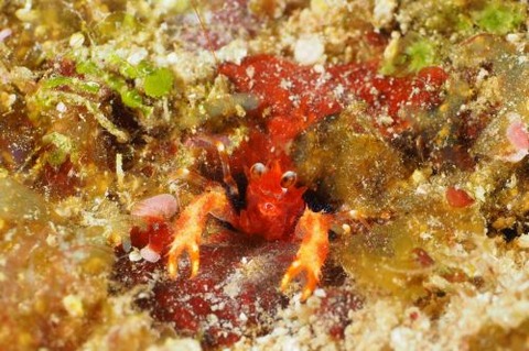 アナモリチュウコシオリエビ