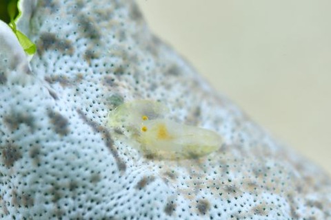 Periclimenaeus storchi