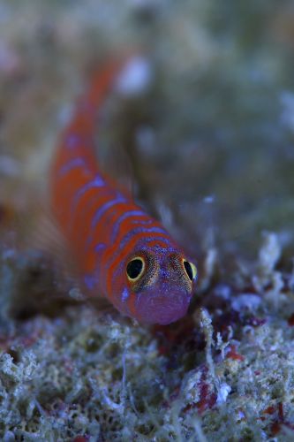 スジシマイソハゼ