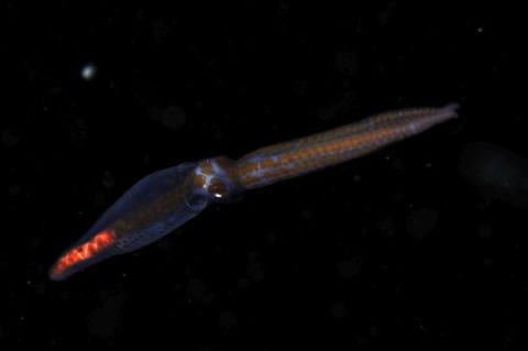 刺激的な水中生物