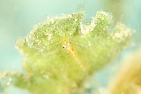 ウミショウブハゼ属の1種