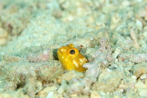 ホシカゲアゴアマダイ