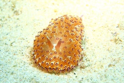 トゲトゲウミウシ