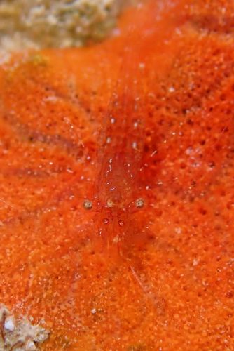 フジノサンゴヤドリエビ