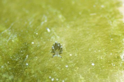 クサイロモウミウシ