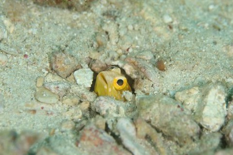 ホシカゲアゴアマダイ