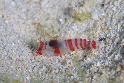 テッポウエビ科の1種